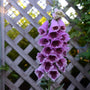 'Sugar Plum' Foxglove has light pink flowers with dark purple throats that make this eye catching for pollinators.