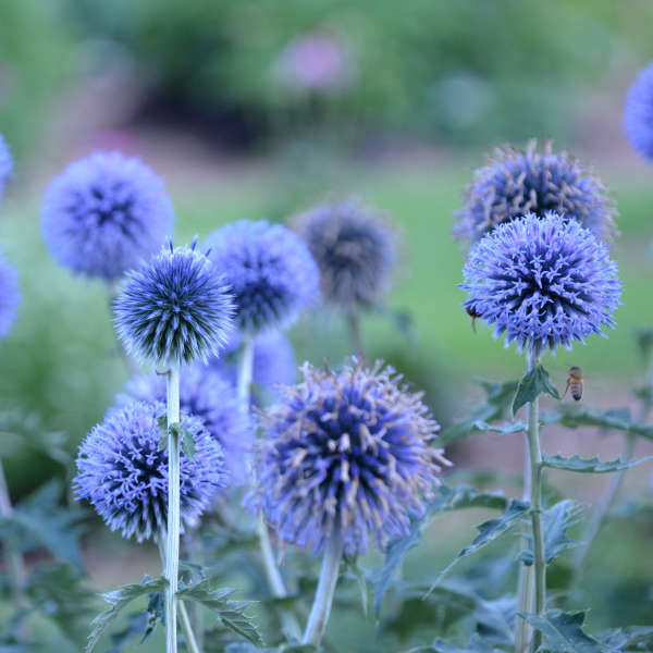 'Blue Glow' Globe Thistle has spherical blue flowers that float on tall stems.