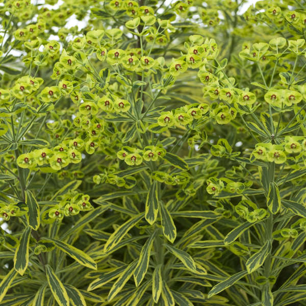 'Ascot Rainbow' Spurge has variegated foliage with variegated flowers.