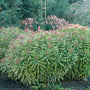 'Ascot Rainbow' Spurge is deer and rabbit resistant.