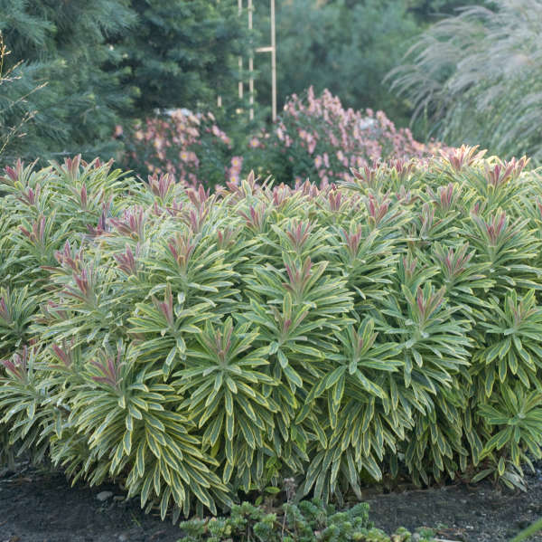 'Ascot Rainbow' Spurge is deer and rabbit resistant.