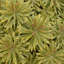'Ascot Rainbow' Spurge beautiful variegated foliage.