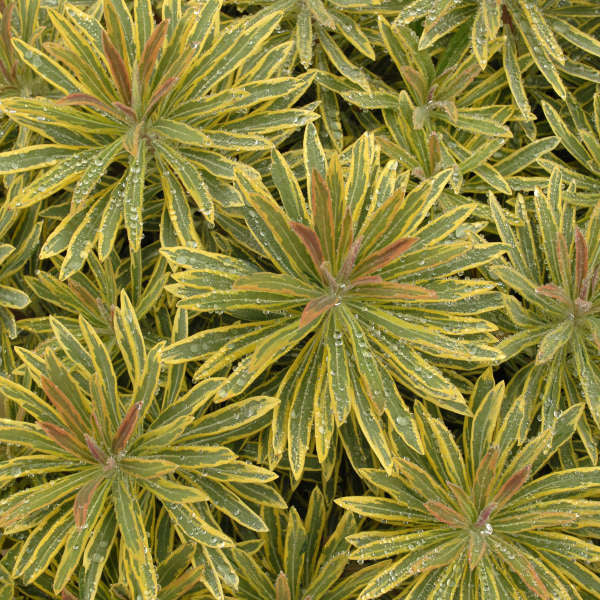 'Ascot Rainbow' Spurge beautiful variegated foliage.