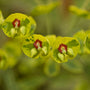 'Ascot Rainbow' Spurge has flower-like bracts in spring.