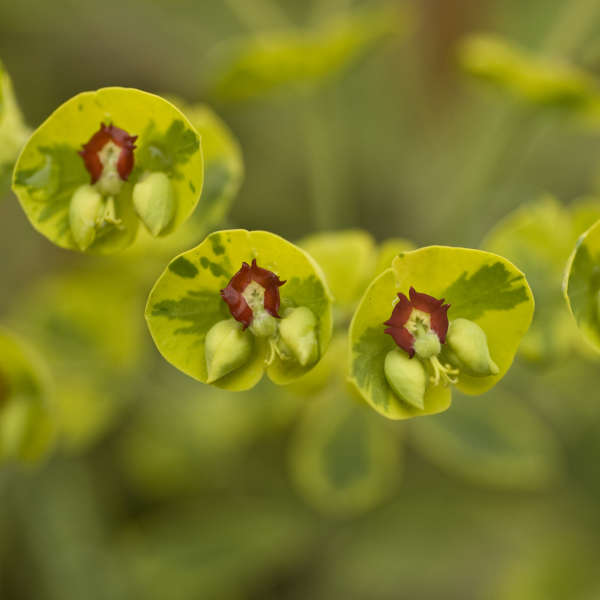 'Ascot Rainbow' Spurge has flower-like bracts in spring.