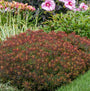 'Bonfire' Spurge boasts red and orange hues from spring to fall!