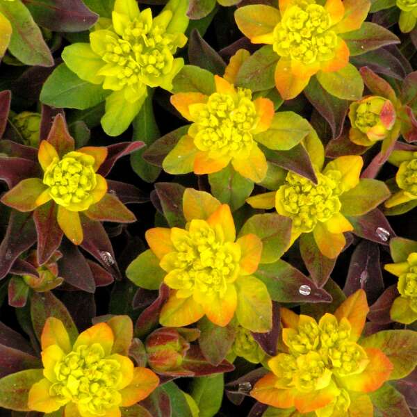 'Bonfire' Spurge blooms in late spring with chartreuse flowers.