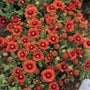 'Arizona Red Shades' Blanket Flower blooms from early summer into fall.