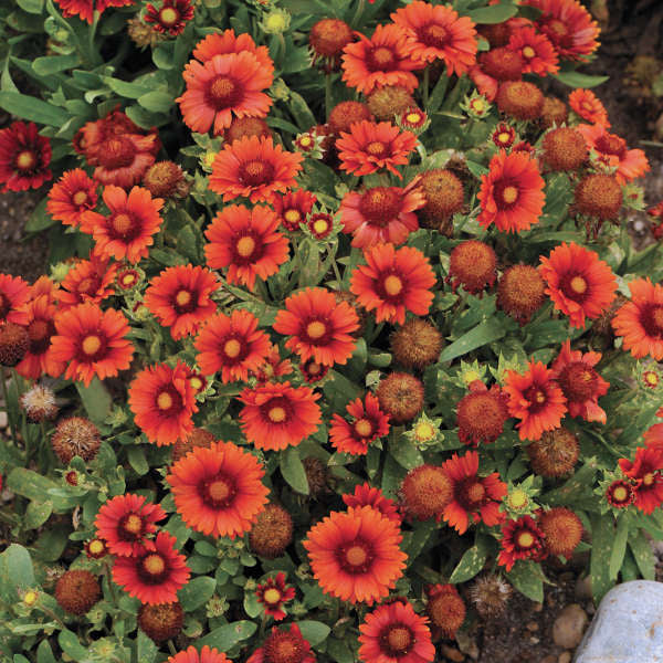 'Arizona Red Shades' Blanket Flower blooms from early summer into fall.