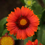 'Arizona Red Shades' Blanket Flower has crimson-red flowers that instantly heat up  any landscape!