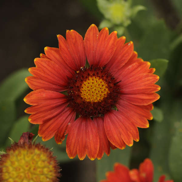 'Arizona Red Shades' Blanket Flower has crimson-red flowers that instantly heat up  any landscape!