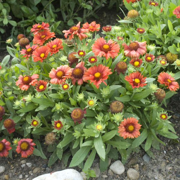 'Arizona Red Shades' Blanket Flower are drought tolerant and deer resistant.