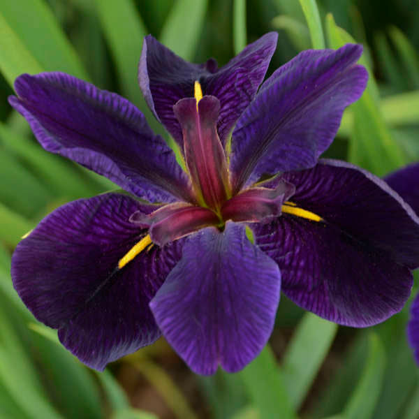Louisiana Iris - Thumbnail 2