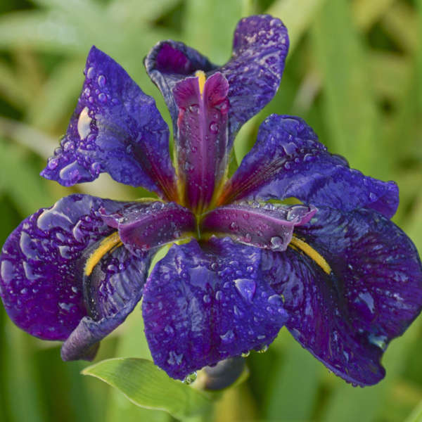 L'iris de Louisiane 'Black Gamecock' est une plante vivace indigène qui se multiplie rapidement dans les sols humides.