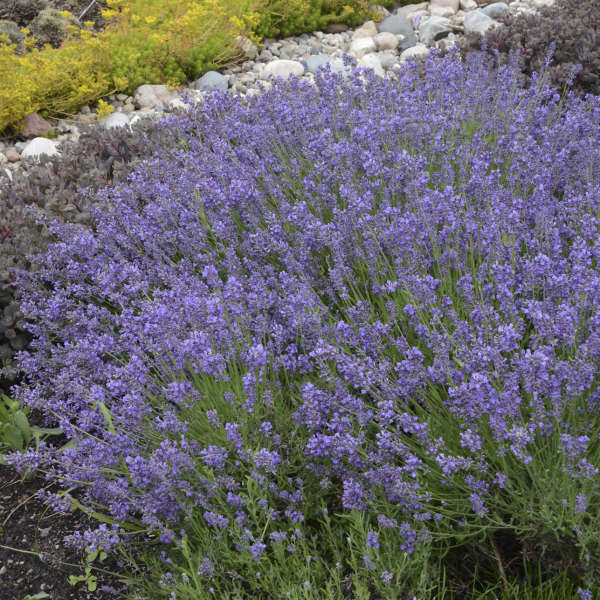 lavender coloured plants 'Essence Purple' Lavender