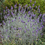 'Silver Mist' Lavender has silver foliage that looks great all summer long.