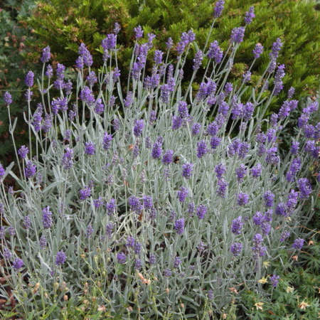 'Silver Mist' Lavender has silver foliage that looks great all summer long.