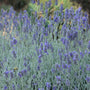 'Silver Mist' Lavender foliage and flowers boast a strong fragrance.