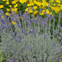 'Silver Mist' Lavender contrast between the silver foliage and purple flowers is beautiful. 