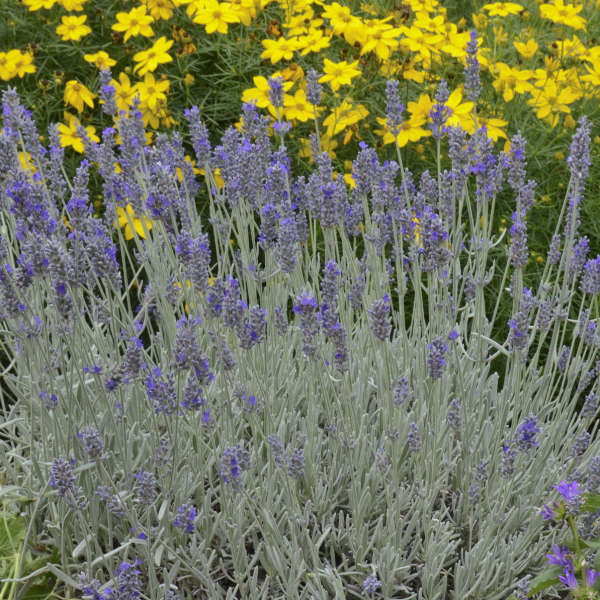 'Silver Mist' Lavender contrast between the silver foliage and purple flowers is beautiful. 