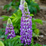 Le lupin Mini Gallery™ Blue Bicolor possède des fleurs bleues et blanches en forme de pois qui attirent les pollinisateurs.