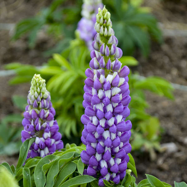 Le lupin Mini Gallery™ Blue Bicolor possède des fleurs bleues et blanches en forme de pois qui attirent les pollinisateurs.