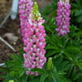 Mini Gallery™ Pink Bicolor Lupine has pink and white pea-shaped flowers that attract pollinators.