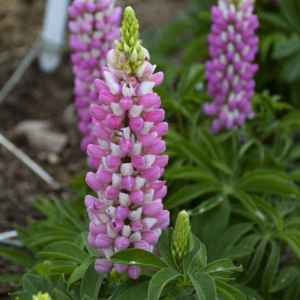 Mini Gallery™ Pink Bicolor Lupine has pink and white pea-shaped flowers that attract pollinators.