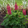 Les lupins rouges Mini Gallery™ peuvent être nichés dans de petits espaces pour y apporter des touches de couleur.