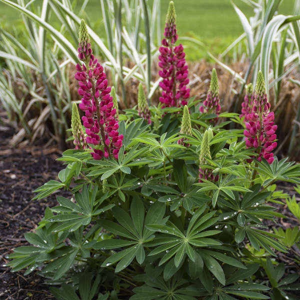 Les lupins rouges Mini Gallery™ peuvent être nichés dans de petits espaces pour y apporter des touches de couleur.