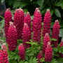 Le lupin rouge Mini Gallery™ présente des épis de fleurs rouge framboise qui fleurissent au début de l'été.
