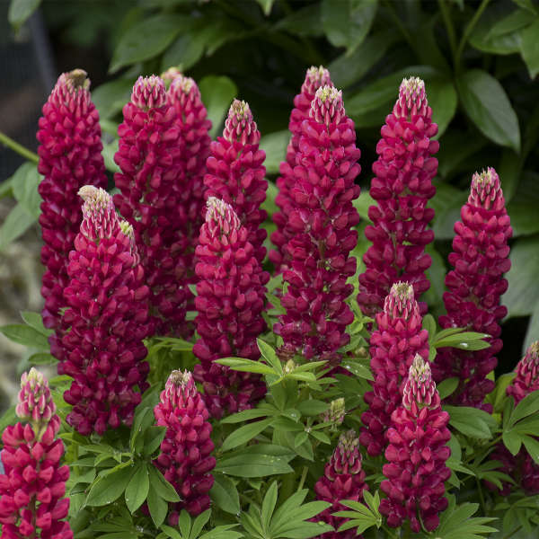 Le lupin rouge Mini Gallery™ présente des épis de fleurs rouge framboise qui fleurissent au début de l'été.