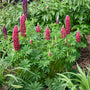 Le lupin rouge Mini Gallery™ attire les colibris, les papillons et les abeilles dans votre jardin.