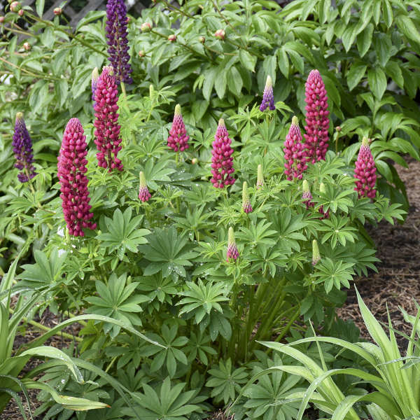 Le lupin rouge Mini Gallery™ attire les colibris, les papillons et les abeilles dans votre jardin.
