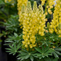 Le lupin jaune Mini Gallery™ a un port compact, idéal pour les petits espaces ou les contenants.