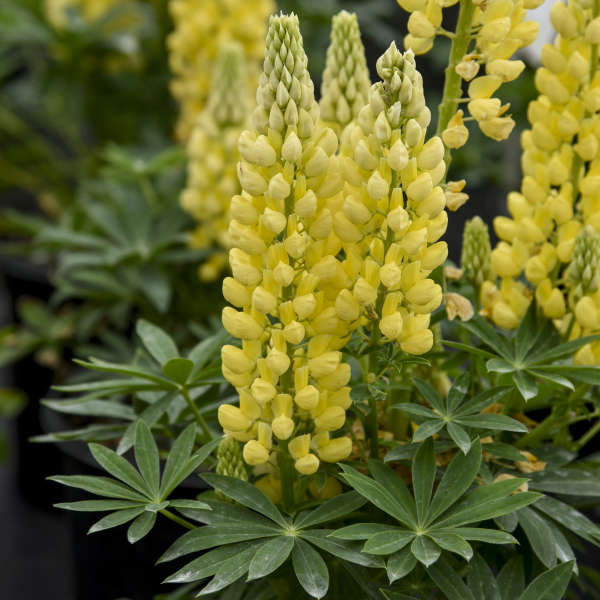 Le lupin jaune Mini Gallery™ a un port compact, idéal pour les petits espaces ou les contenants.