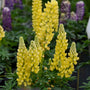 Le lupin jaune Mini Gallery™ présente des épis de fleurs jaune vif qui fleurissent au début de l'été.