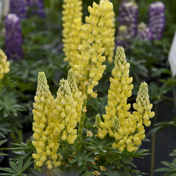 Le lupin jaune Mini Gallery™ présente des épis de fleurs jaune vif qui fleurissent au début de l'été.