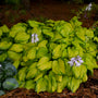 Stained Glass Hosta with light lavender flowers hovering over gold and green foliage. 