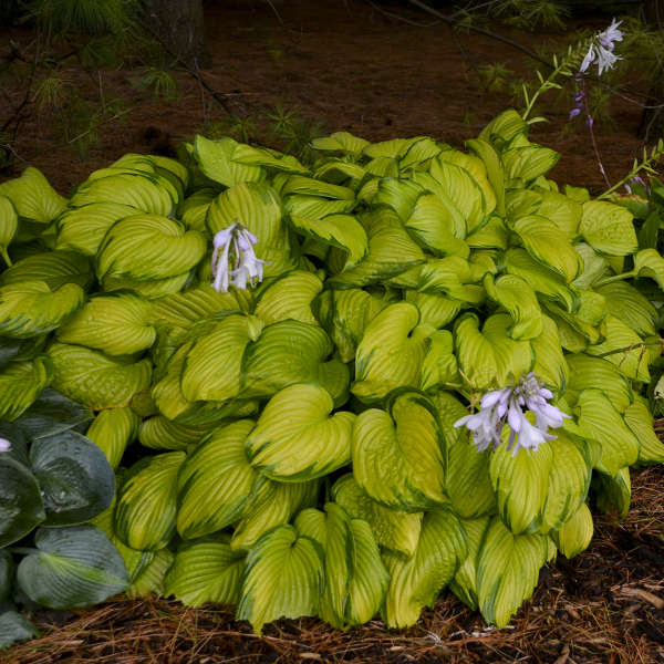 Stained Glass Hosta with light lavender flowers hovering over gold and green foliage. 