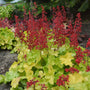 Heuchères Appletini à feuillage vert citron et fleurs rouges. 
