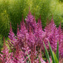 L'Astilbe 'Maggie Daley' présente des panaches texturés de fleurs rose lavande à la fin de l'été.