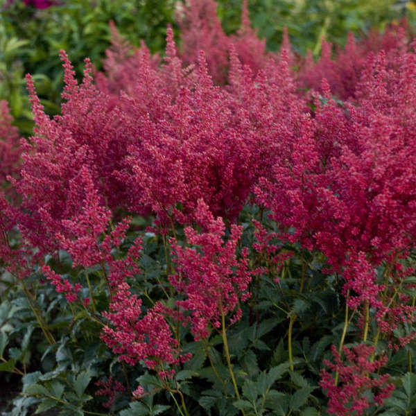 'Montgomery' Astilbe has fluffy magenta flowers that bloom midsummer.