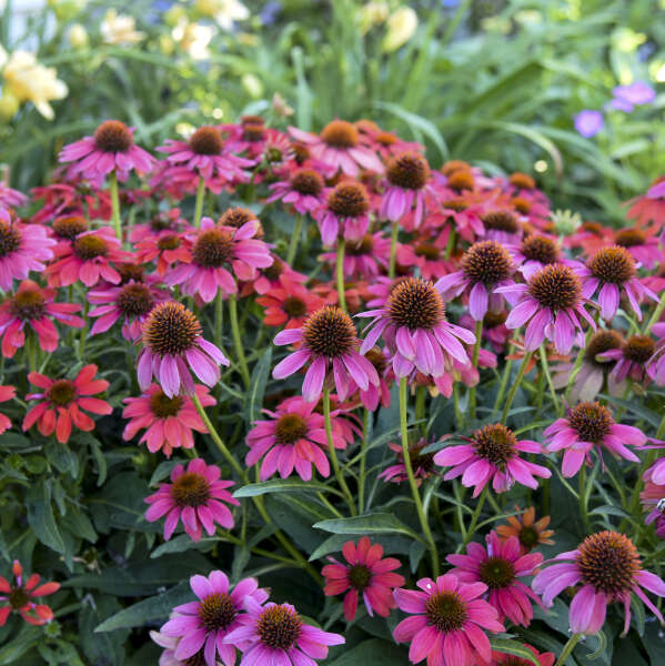 Summersong Firefinch Coneflower