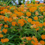 Orange Milkweed has brilliant orange flower blooms continuously through the summer.