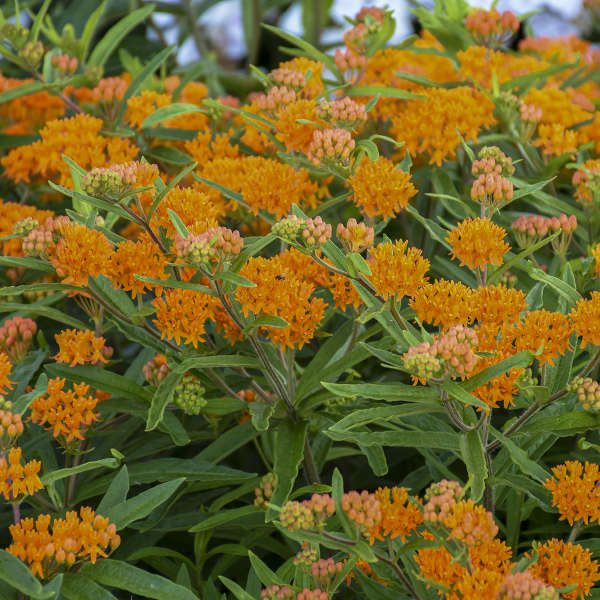 Orange Milkweed has brilliant orange flower blooms continuously through the summer.