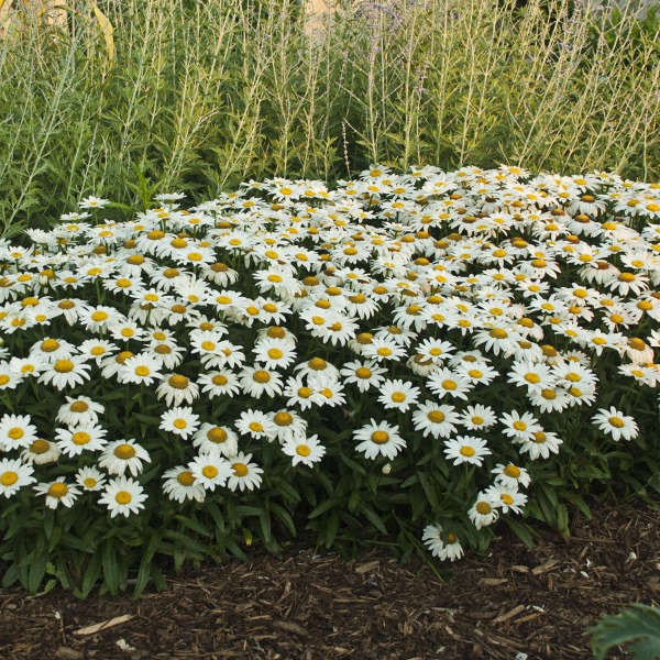 Snowcap Shasta Daisy with large white flowers covering handsome green foliage. 