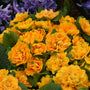 La primevère 'Bouquet Perfect Mandarin' offre des fleurs jaune orangé au début du printemps.