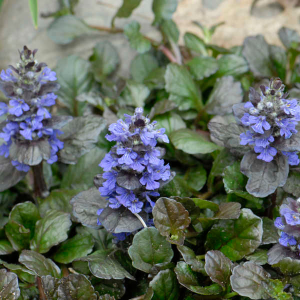 Close-up of the bright blue flower spikes on Black Scallop Bugleweed. 