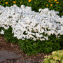 Opening Act White Hybrid Phlox with white flowers and dark green foliage in a garden. 